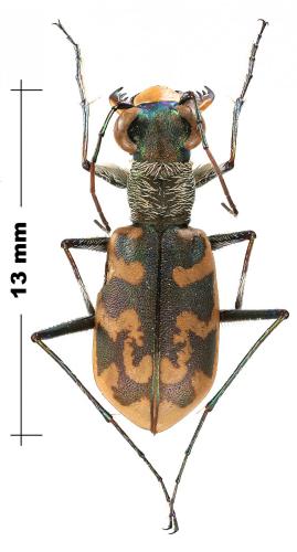 Réf. 245 523 : Cephalota circumdata leonschaeferi